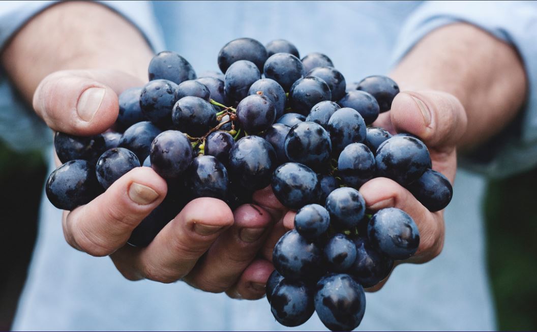 person holding grapes.