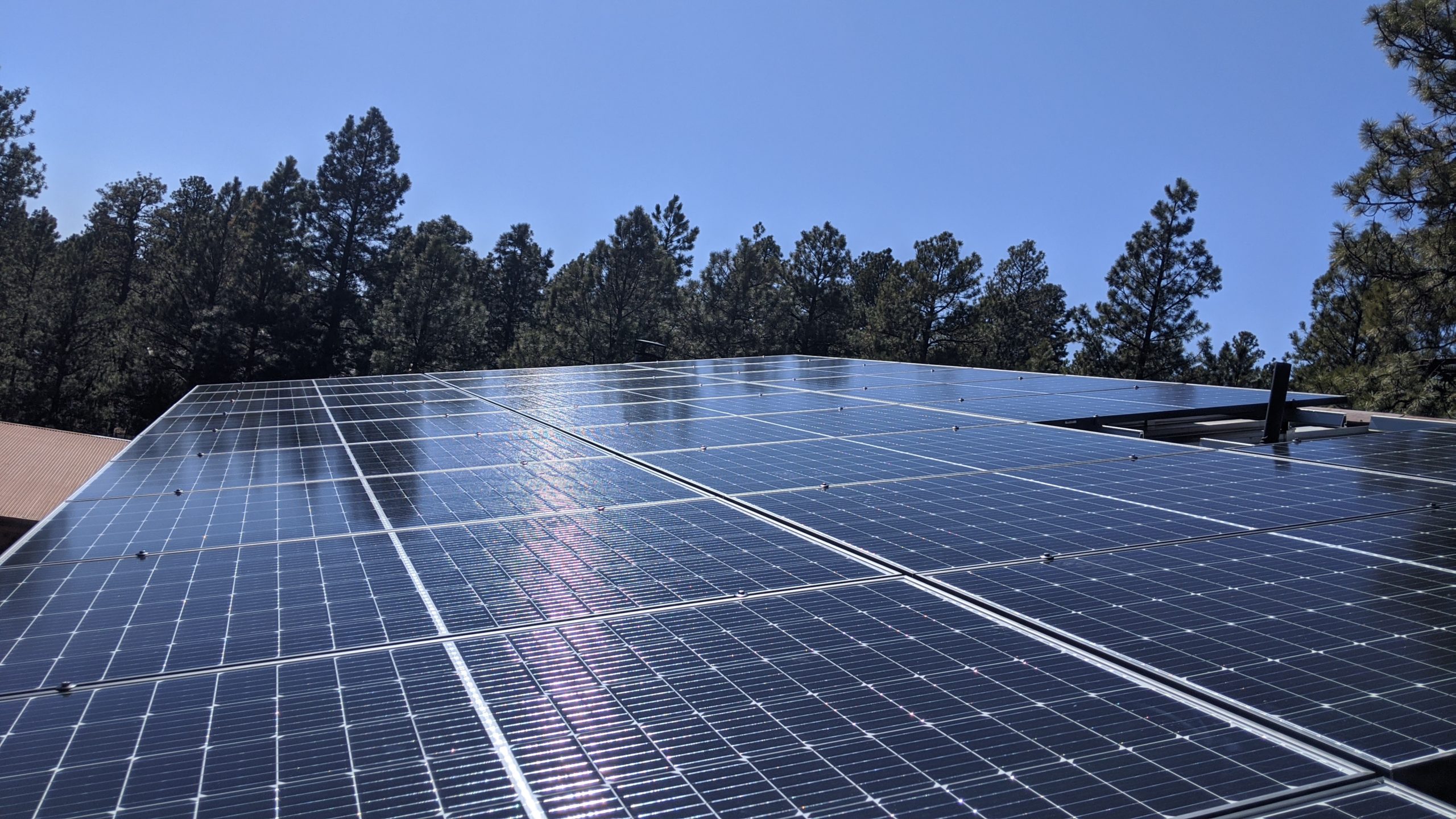 solar panels in front of pine trees